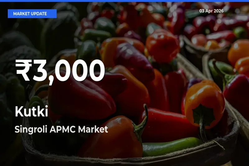 Why Kutki Prices Slumped in Singroli APMC – 30-Day Low Today