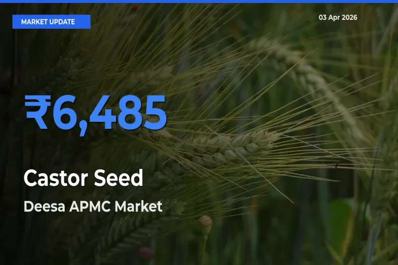Deesa APMC Offers ₹6,485 – Highest Castor Seed Rate Today