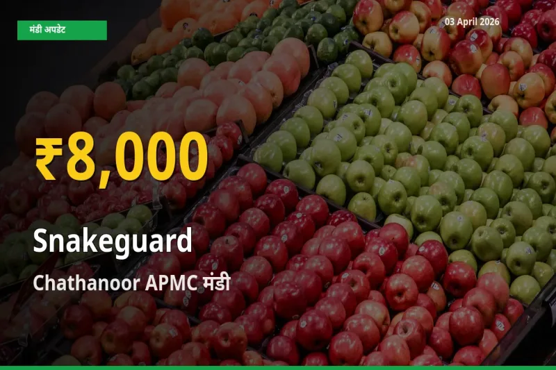 Chathanoor APMC में चिचिंडा (नागफनी लौकी) ₹8,000 पर पहुँचा – अब तक का उच्चतम भाव