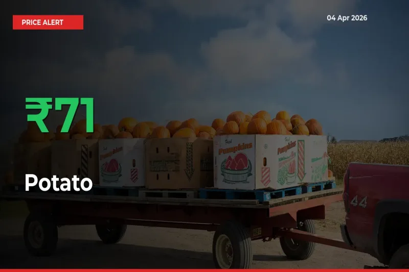 Sudden 71.07% Rally in Potato Prices Across Mandis