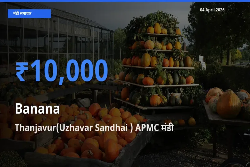 04 April अपडेट: केला के सबसे ऊँचे दाम Thanjavur(Uzhavar Sandhai ) APMC मंडी में