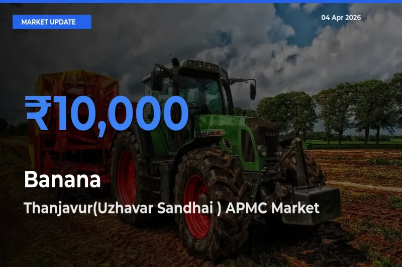 Thanjavur(Uzhavar Sandhai ) APMC Leads as Top Mandi for Banana Prices