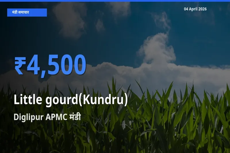 किसानों की पसंद बना Diglipur APMC, कुंदरू (टिंडा तोरई) के सबसे अच्छे दाम