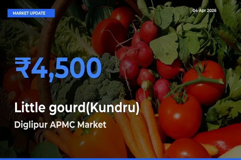 Diglipur APMC Tops Little gourd(Kundru) Mandi Rates Today