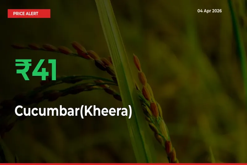 Why Cucumbar(Kheera) Prices Rose 40.99% in a Day at Mandis