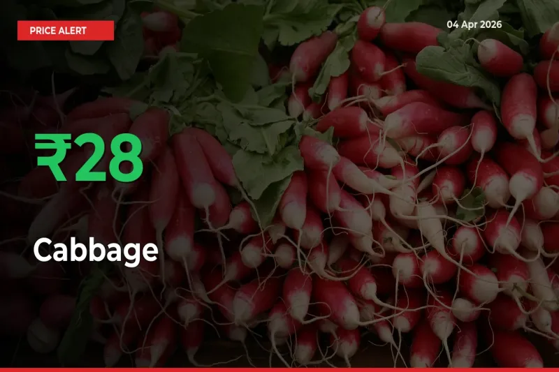 Why Cabbage Prices Rose 27.85% in a Day at Mandis