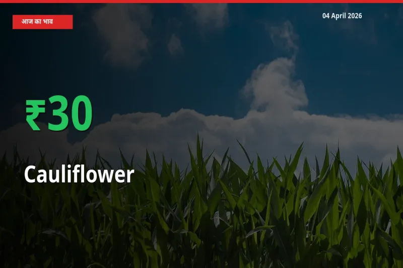 फूलगोभी 29.98% उछला, मंडी