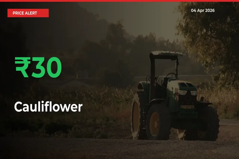 Sudden 29.98% Rally in Cauliflower Prices Across Mandis