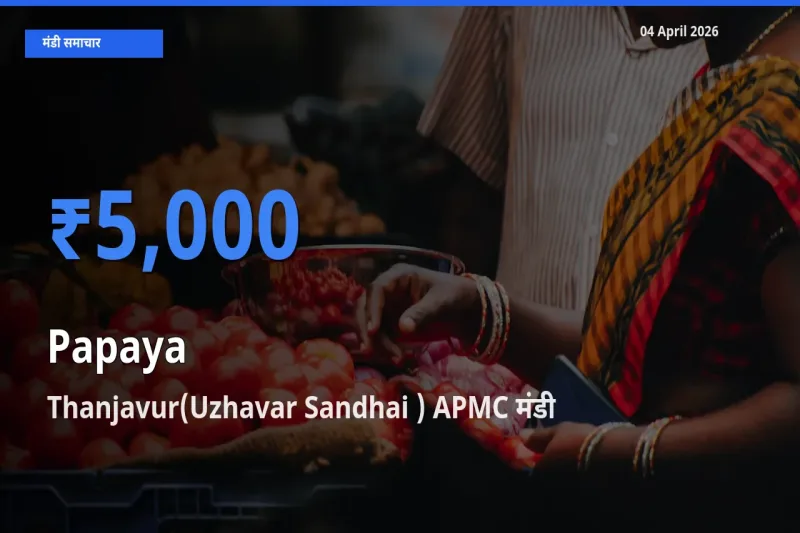 आज पपीता के सबसे ऊँचे दाम ₹5,000 Thanjavur(Uzhavar Sandhai ) APMC मंडी में