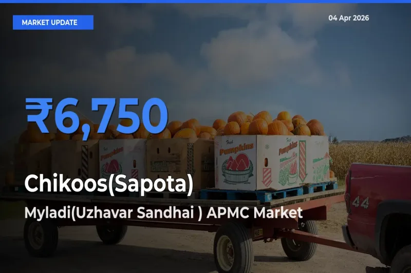 Myladi(Uzhavar Sandhai ) APMC Leads as Top Mandi for Chikoos(Sapota) Prices