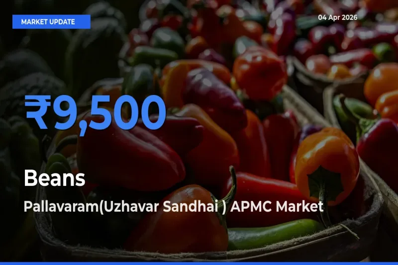 Pallavaram(Uzhavar Sandhai ) APMC Emerges as Top Mandi for Beans Prices Today
