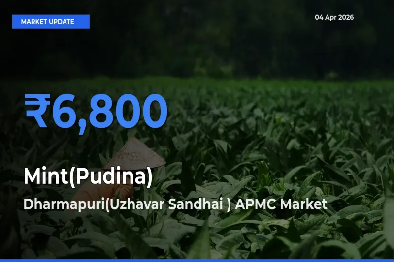 Top Performer! Dharmapuri(Uzhavar Sandhai ) APMC Offers Best Mint(Pudina) Price Today