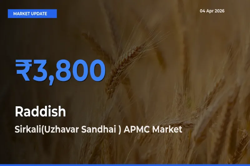 Sirkali(Uzhavar Sandhai ) APMC Emerges as Top Mandi for Raddish Prices Today