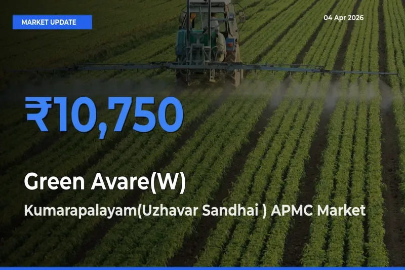 Top Performer! Kumarapalayam(Uzhavar Sandhai ) APMC Offers Best Green Avare(W) Price Today