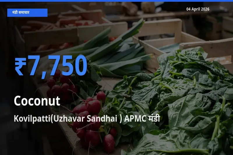Kovilpatti(Uzhavar Sandhai ) APMC में नारियल का आज सबसे ऊँचा भाव