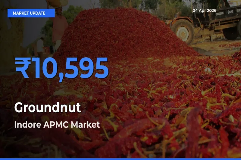 Indore APMC Emerges as Top Mandi for Groundnut Prices Today