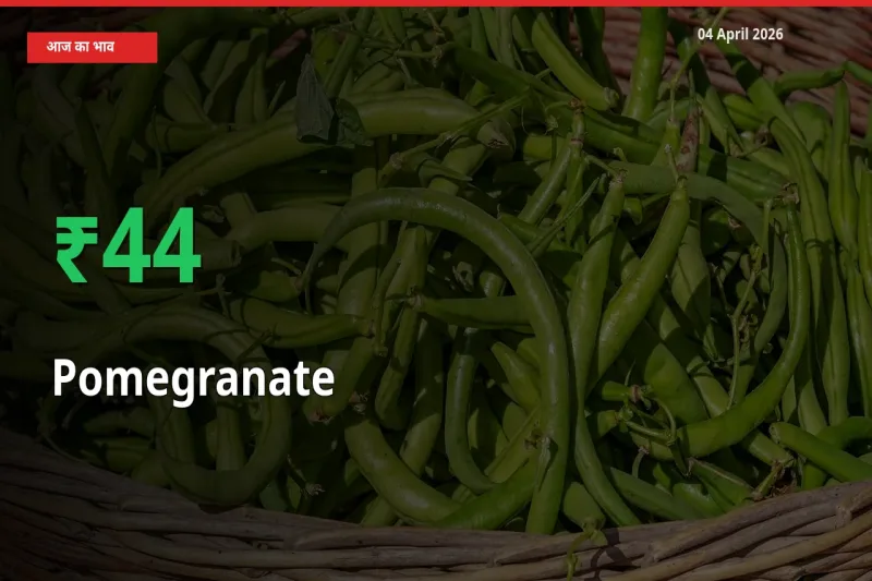 बाज़ार संकेत: अनार के भाव मंडी में 44.11% ऊपर