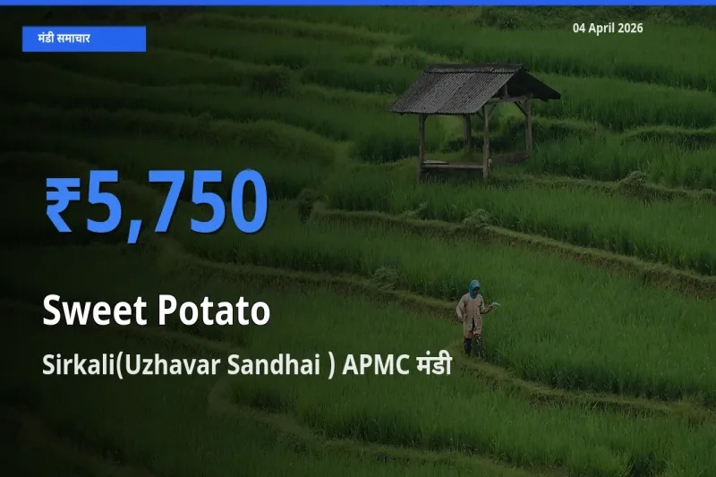 बाज़ार संकेत: Sirkali(Uzhavar Sandhai ) APMC बना शकरकंद के लिए आज की टॉप मंडी