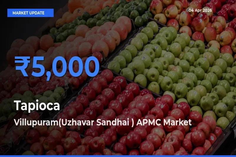 Tapioca Mandi Rate Today: Villupuram(Uzhavar Sandhai ) APMC Tops the List