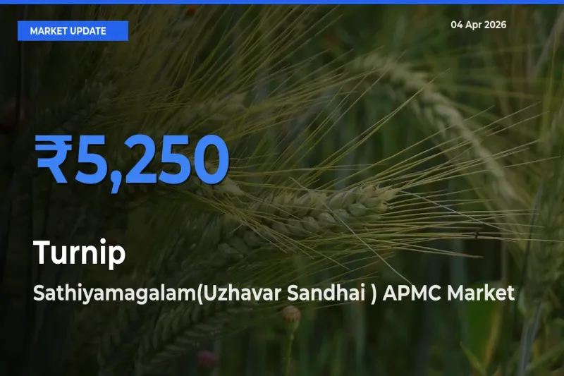 Top Performer! Sathiyamagalam(Uzhavar Sandhai ) APMC Offers Best Turnip Price Today