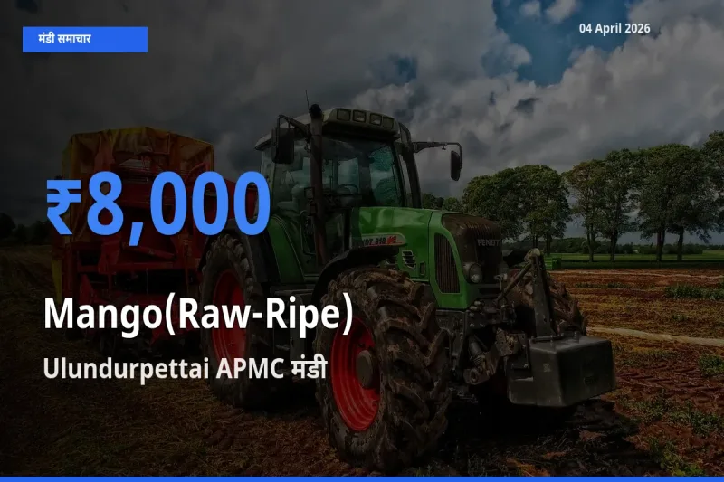 Ulundurpettai APMC मंडी में आम (कच्चा-पका) ₹8,000 पर पहुँचा – आज का सर्वोच्च भाव