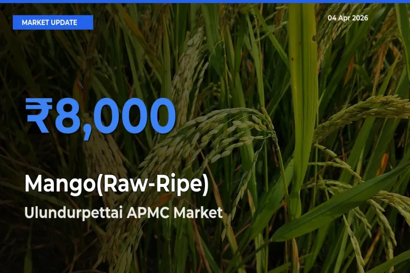 Ulundurpettai APMC Records Highest ₹8,000 Rate for Mango(Raw-Ripe)