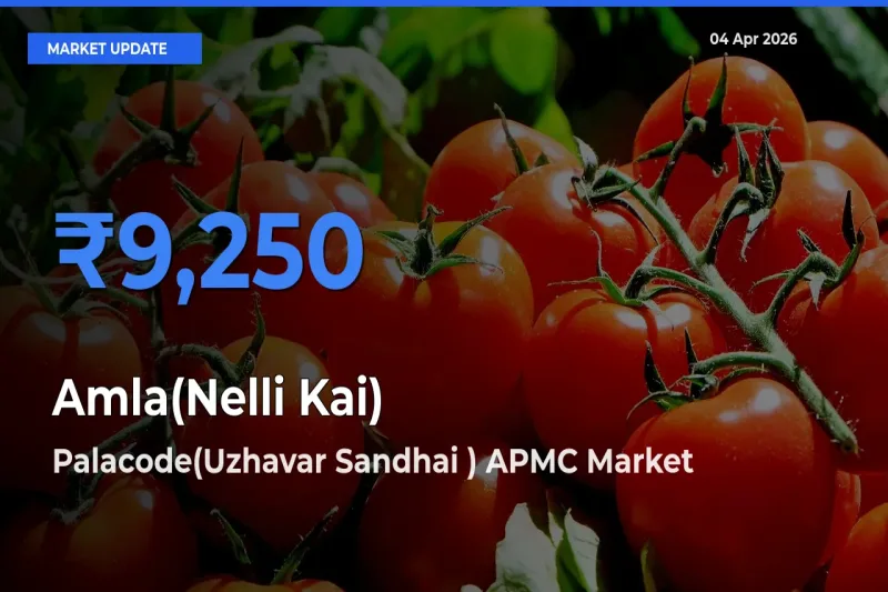 Amla(Nelli Kai) Mandi Rate Today: Palacode(Uzhavar Sandhai ) APMC Tops the List
