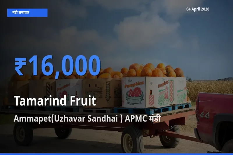 आज का मंडी भाव: इमली का फल के सबसे ज़्यादा दाम Ammapet(Uzhavar Sandhai ) APMC में