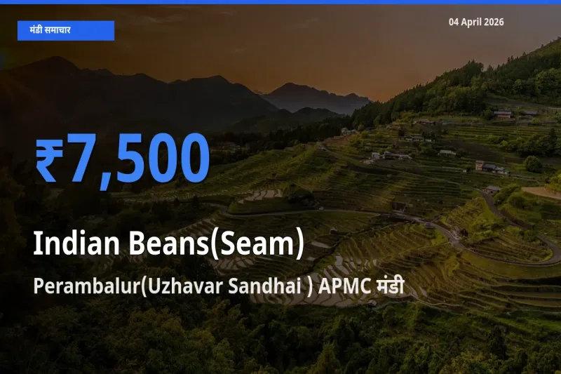 Perambalur(Uzhavar Sandhai ) APMC मंडी में आज सेम (देशी) के सबसे ऊँचे दाम दर्ज