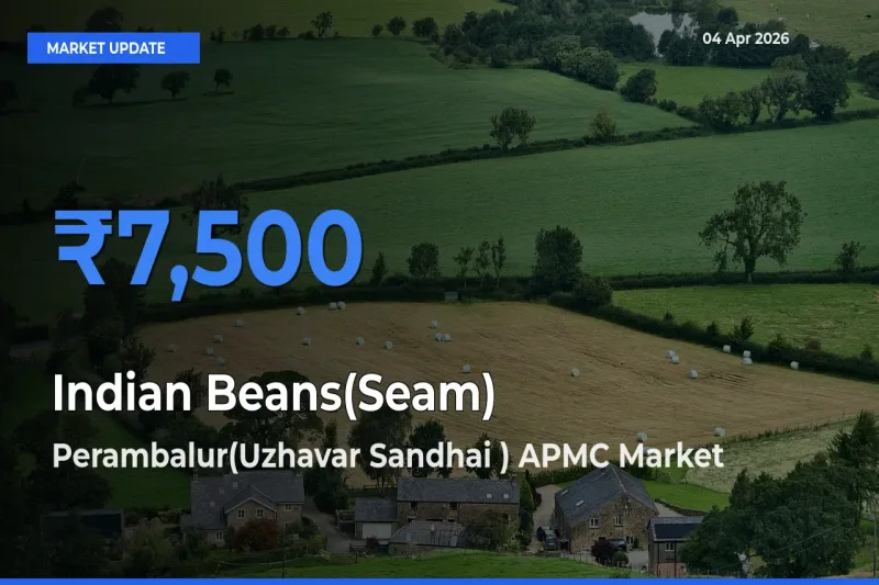 Market Watch: Perambalur(Uzhavar Sandhai ) APMC Becomes Top Mandi for Indian Beans(Seam)