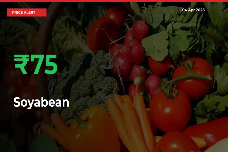 Soyabean Prices Rise 74.58% in a Day at Major Mandis
