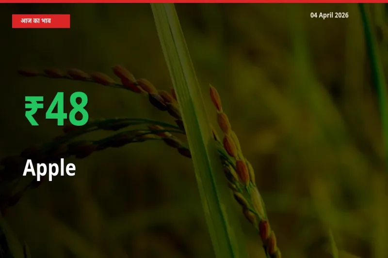 सेब 48.16% उछला, मंडी