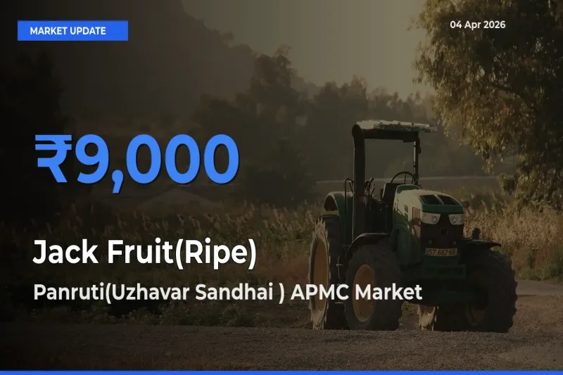 Farmers Prefer Panruti(Uzhavar Sandhai ) APMC as Jack Fruit(Ripe) Hits Highest Rate