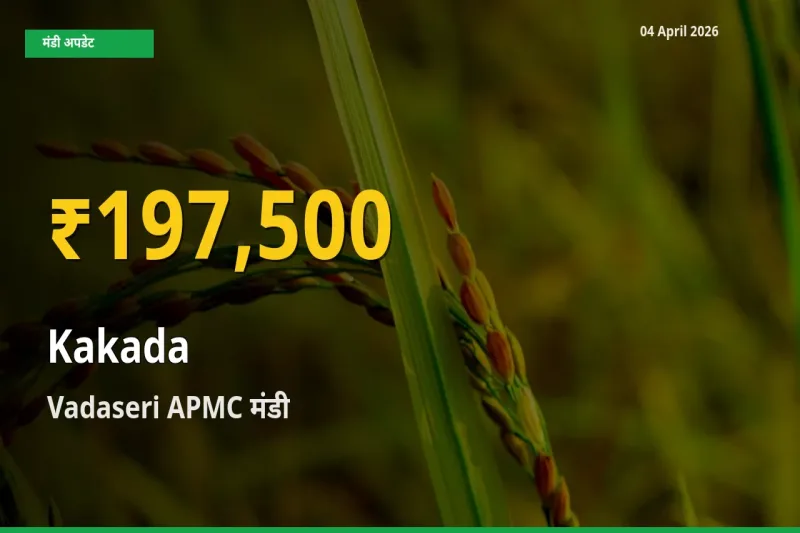 काकड़ा के दामों में रिकॉर्ड तेज़ी, Vadaseri APMC