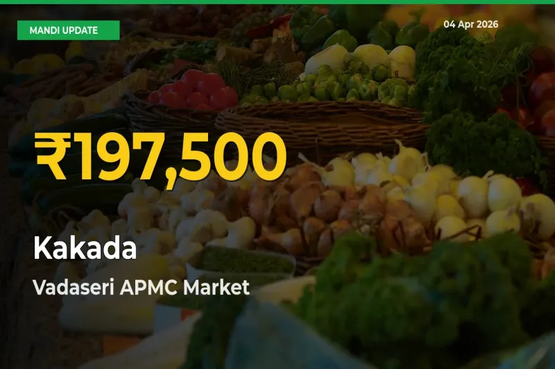 Farmers Benefit as Kakada Rate Touches New High in Vadaseri APMC