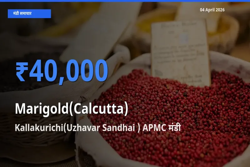 Kallakurichi(Uzhavar Sandhai ) APMC मंडी में आज गेंदा (कलकत्ता) के सबसे ऊँचे दाम दर्ज