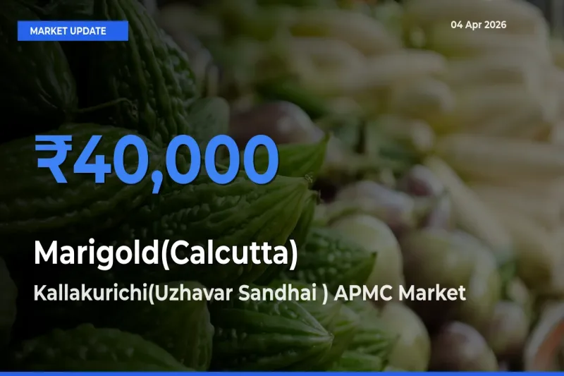 Kallakurichi(Uzhavar Sandhai ) APMC Tops Marigold(Calcutta) Rates – April 04 Market Update