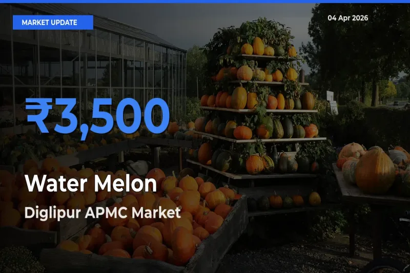 Water Melon Mandi Rate Today: Diglipur APMC Tops the List