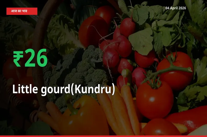 किसानों के लिए खुशखबरी! स्थानीय मंडी में कुंदरू (टिंडा तोरई) 25.66% उछला