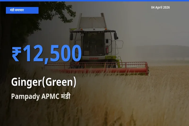 Pampady APMC में अदरक (हरा) का आज सबसे ऊँचा भाव