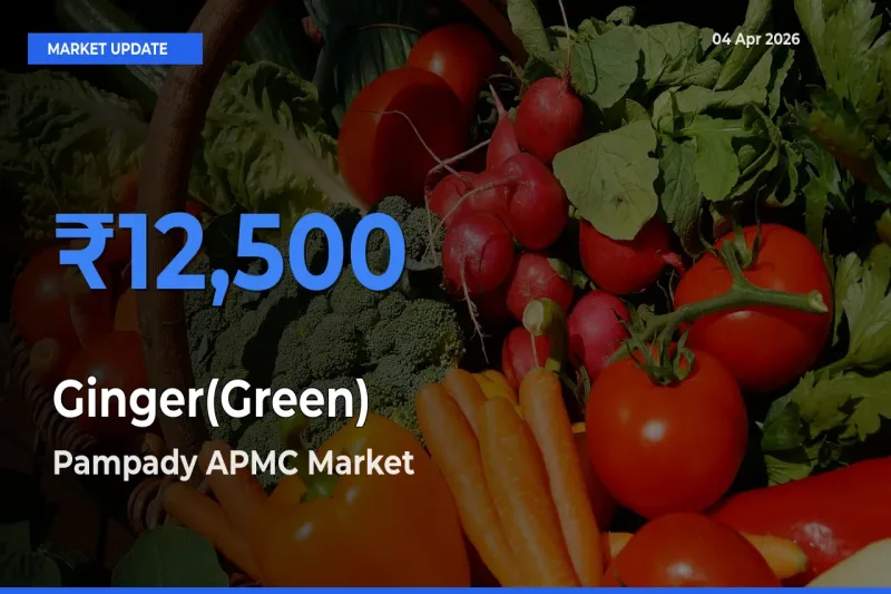 Top Performer! Pampady APMC Offers Best Ginger(Green) Price Today