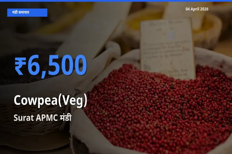 04 April अपडेट: लोबिया फली के सबसे ऊँचे दाम Surat APMC मंडी में
