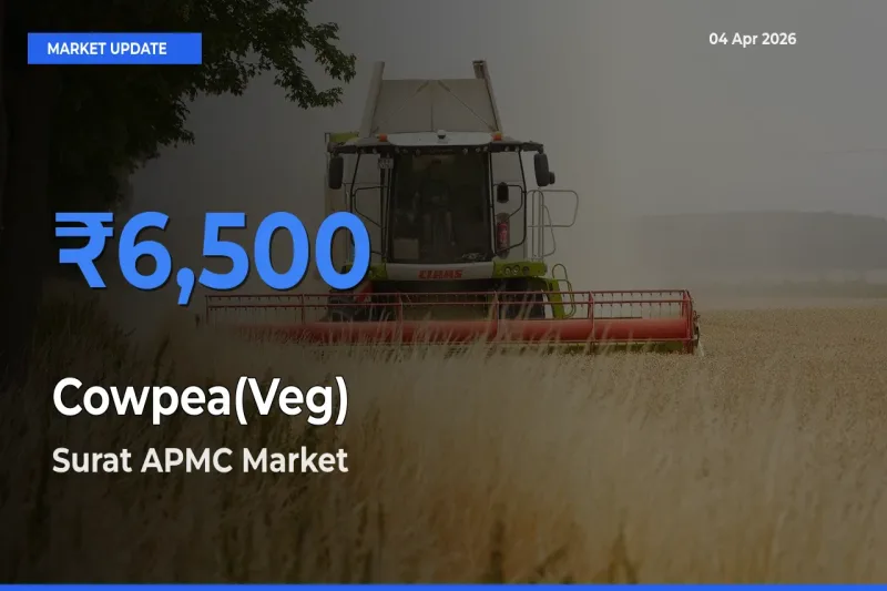 Top Performer! Surat APMC Offers Best Cowpea(Veg) Price Today