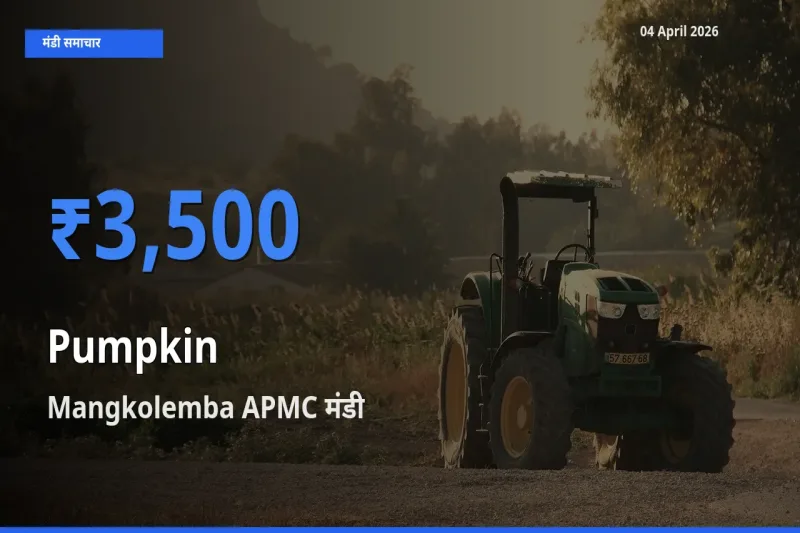 आज कद्दू के सबसे ऊँचे दाम ₹3,500 Mangkolemba APMC मंडी में