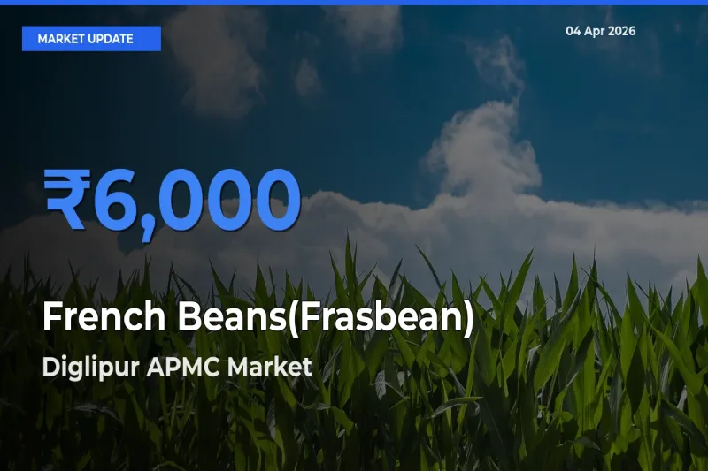 Top Performer! Diglipur APMC Offers Best French Beans(Frasbean) Price Today