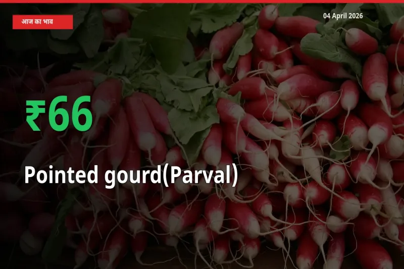 स्थानीय मंडी में परवल के दाम अचानक 65.79% उछले, किसान सतर्क