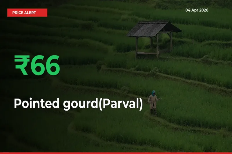 Sudden 65.79% Rally in Pointed gourd(Parval) Prices Across Mandis