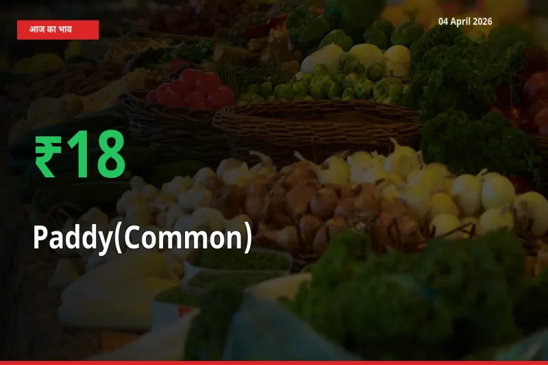 किसानों के लिए खुशखबरी! स्थानीय मंडी में धान (सामान्य) 18.01% उछला