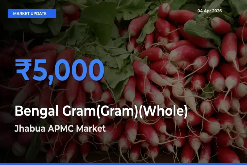 Bengal Gram(Gram)(Whole) Mandi Rate Today: Jhabua APMC Tops the List