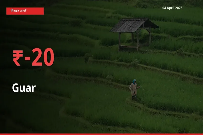 अचानक झटका! मंडी में ग्वार के दाम 20.23% टूटे